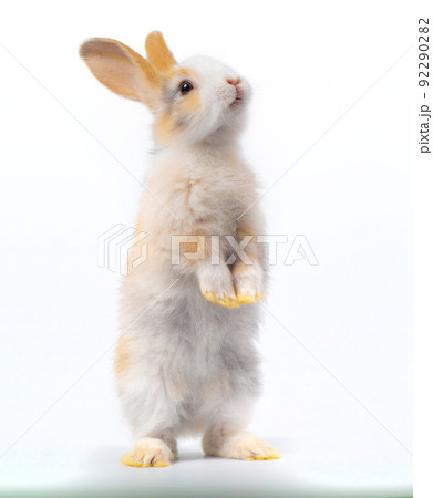 Three-colored new-born rabbit standing and looking at the top. Studio shot, isolated on white background Three-colored new-born rabbit standing and looking at the top. Studio shot, isolated on white background 92290282