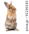 Brown or Three-colored new-born rabbit standing and looking at the top. Studio shot, isolated on white background with clipping path 92290283