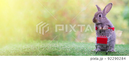 Brown rabbit is pushing a cart. on the grass in the morning 92290284