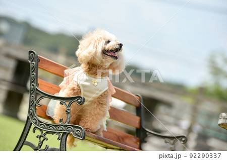 自然の中でおすましするトイプードル 92290337