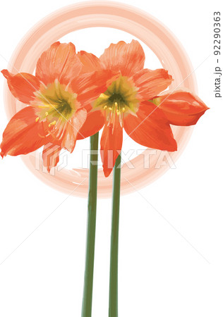 Orange Amaryllis flower blooms on circle background. Orange Amaryllis flower blooms on circle background. 92290363