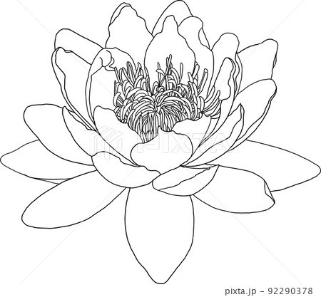 Abstract line of lotus flower on white background. Abstract line of lotus flower on white background. 92290378