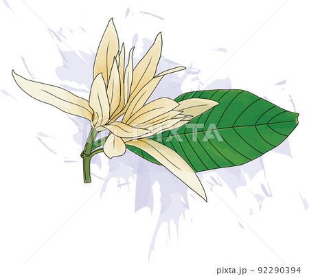 Abstract of Champaka flower are blooming with color splashed background. 92290394