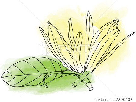 Abstract line of Champaka flower are blooming with color paint on white background. 92290402