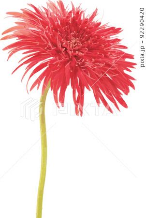 Abstract of Red Gerbera daisy flower on white background. 92290420