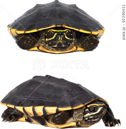 Abstract of Snail-eating turtle on white background. 92290431