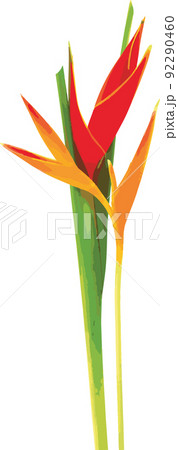 Abstract of red and yellow Heliconia flower blooming on white background. Abstract of red and yellow Heliconia flower blooming on white background. 92290460