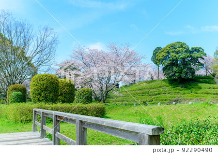 春空を背景に美しい桜満開風景「木山城跡・秋津川河川公園」お花見スポット・観光名所 92290490