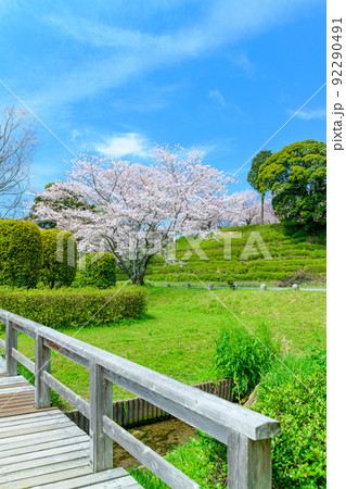 春空を背景に美しい桜満開風景「木山城跡・秋津川河川公園」お花見スポット・観光名所 92290491
