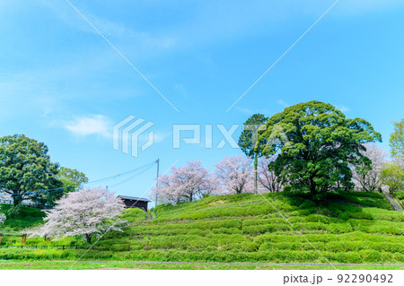 春空を背景に美しい桜満開風景「木山城跡・秋津川河川公園」お花見スポット・観光名所 春空を背景に美しい桜満開風景「木山城跡・秋津川河川公園」お花見スポット・観光名所 92290492