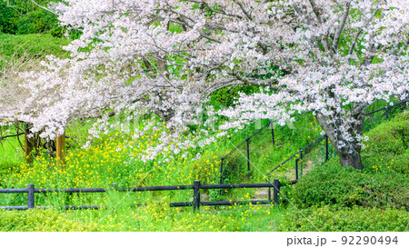 春空を背景に美しい桜満開風景「木山城跡・秋津川河川公園」お花見スポット・観光名所 92290494