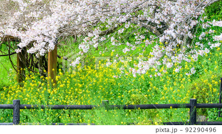 春空を背景に美しい桜満開風景「木山城跡」お花見スポット・観光名所 92290496
