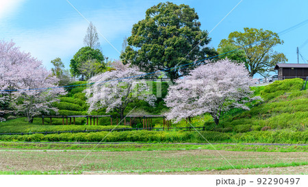 春空を背景に美しい桜満開風景 木山城跡 お花見スポット 観光名所の写真素材