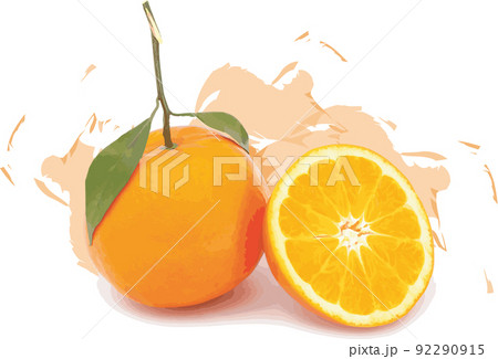 Abstract of orange fruits on white background with color spread. 92290915
