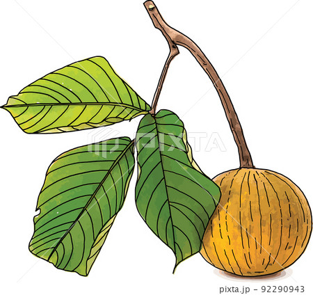Abstract of Sandoricum koetjape or Santol fruit with leaves on white background. Abstract of Sandoricum koetjape or Santol fruit with leaves on white background. 92290943