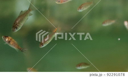 魚 魚類 サカナ 92291078
