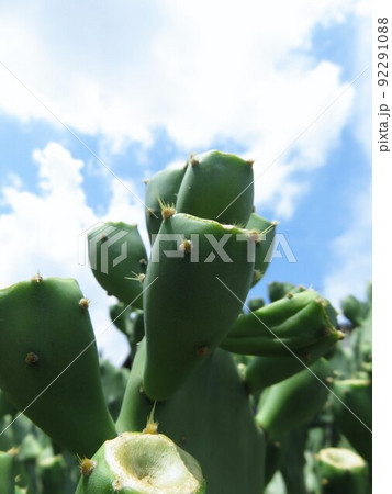 大丸盆 大丸盆 92291088