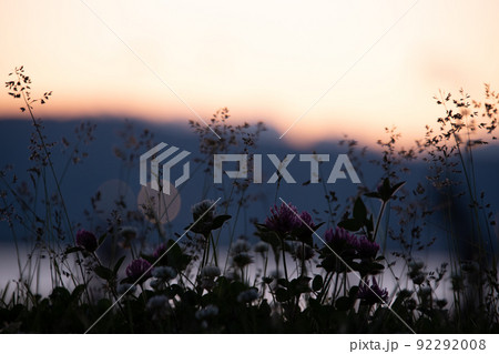 夕暮れの日差しで影遊びする草原の野花 夕暮れの日差しで影遊びする草原の野花 92292008