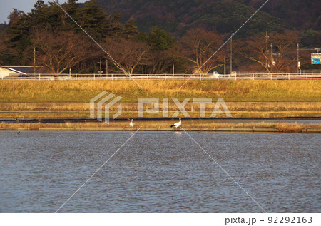 夕方の水田にコウノトリが飛来している光景 ... 島根県 安来市：晴れ 92292163