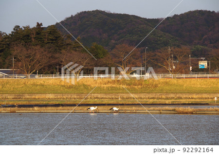 夕方の水田にコウノトリが飛来している光景 ... 島根県 安来市：晴れ 92292164