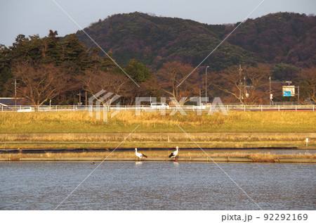 夕方の水田にコウノトリが飛来している光景 ... 島根県 安来市:晴れ 夕方の水田にコウノトリが飛来している光景 ... 島根県 安来市:晴れ 92292169