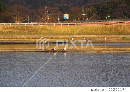 夕方の水田にコウノトリが飛来している光景 ... 島根県 安来市：晴れ 92292174