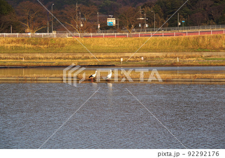 夕方の水田にコウノトリが飛来している光景 ... 島根県 安来市：晴れ 92292176