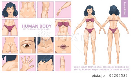 Cartoon Female Body Parts Composition 92292585