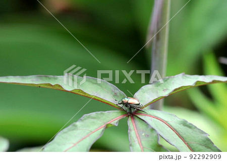 モミジアオイの葉に留まるマメコガネ 92292909