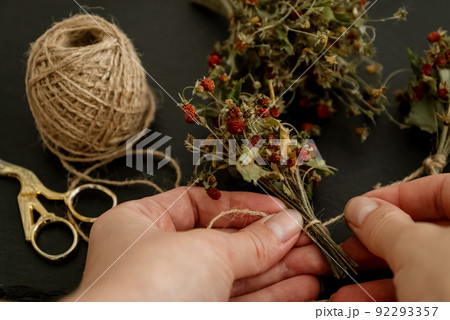 women's hands tie dry strawberry twigs with berries in small bundle with twine women's hands tie dry strawberry twigs with berries in small bundle with twine 92293357