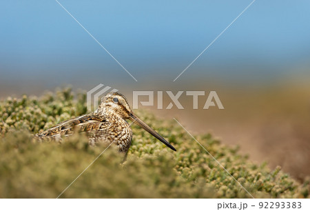 Close up of a south American snipe 92293383