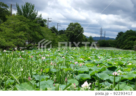 篠山城跡　南堀のハス　7月上旬 92293417
