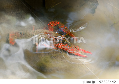 用水路にいたマッカチン！ 92293442