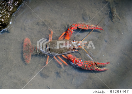 用水路にいたマッカチン！ 92293447