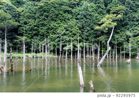 山口県下関市豊田町一の俣桜公園の蒼霧鯉池 山口県下関市豊田町一の俣桜公園の蒼霧鯉池 92293975