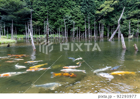 山口県下関市豊田町一の俣桜公園の蒼霧鯉池 山口県下関市豊田町一の俣桜公園の蒼霧鯉池 92293977