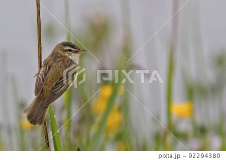 Sedge Warbler, Acrocephalus schoenobaenus, singing 92294380