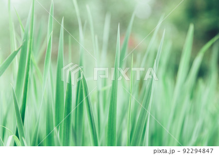 Green grass texture as background. Perspective view and selective focus. artistic abstract spring or summer background with fresh grass as banner or eco wallpaper. Leaves blur effect. Macro nature. Green grass texture as background. Perspective view and selective focus. artistic abstract spring or summer background with fresh grass as banner or eco wallpaper. Leaves blur effect. Macro nature. 92294847
