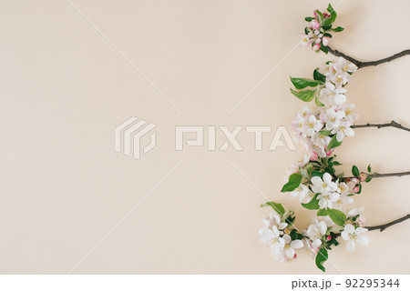 Apple spring flowers on a beige background. Flat lay, top view with copy space Apple spring flowers on a beige background. Flat lay, top view with copy space 92295344