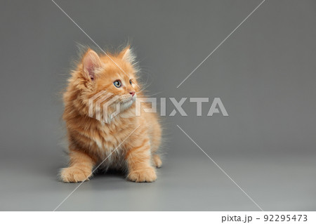 portrait of a red-haired little kitten on a gray background close-up 92295473