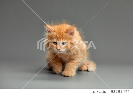 portrait of a red-haired little kitten on a gray background close-up 92295474