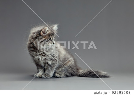 Cute fluffy kitten against gray background. Space for text Cute fluffy kitten against gray background. Space for text 92295503