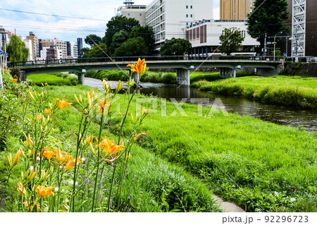 写真、立原道造ゆかの盛岡市の中津川に掛かる与の字橋 鮭の遡上する中津川のノカンゾウ 写真、立原道造ゆかの盛岡市の中津川に掛かる与の字橋 鮭の遡上する中津川のノカンゾウ 92296723