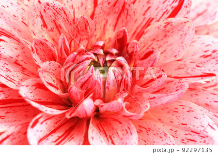 花 フラワー お花 92297135