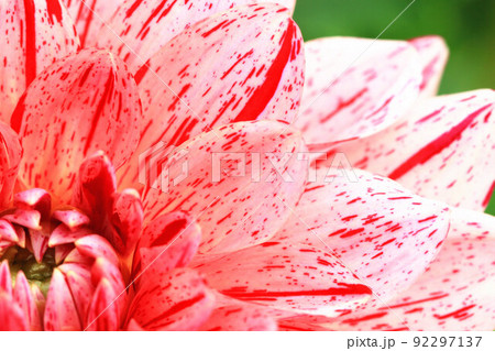花 フラワー お花 92297137
