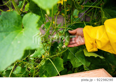 Harvesting cucumbers. Close-up of hand of a gardener in a yellow raincoat picking a ripe cucumber in her summer cottage Harvesting cucumbers. Close-up of hand of a gardener in a yellow raincoat picking a ripe cucumber in her summer cottage 92298290