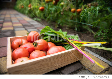 Close-up of a wooden crate with harvested organic ripe juicy tomatoes and swiss chard green leaves in an eco farm Close-up of a wooden crate with harvested organic ripe juicy tomatoes and swiss chard green leaves in an eco farm 92298291