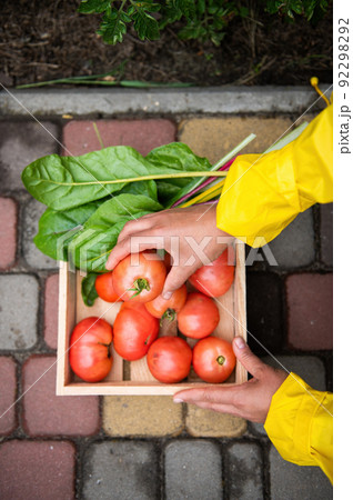 Top view.Farmer's hand putting a ripe tomato into wooden crate with harvested crop of organic tomatoes grown in eco farm Top view.Farmer's hand putting a ripe tomato into wooden crate with harvested crop of organic tomatoes grown in eco farm 92298292