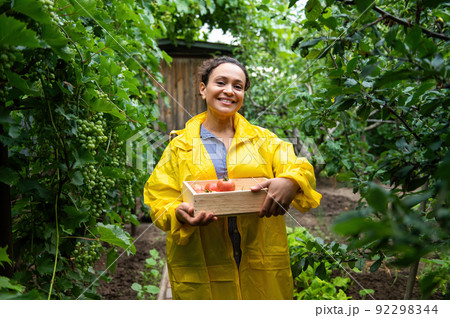 Mature woman gardener agriculturist, in yellow raincoat smiles, carrying a wooden box with harvested organic vegetables Mature woman gardener agriculturist, in yellow raincoat smiles, carrying a wooden box with harvested organic vegetables 92298344