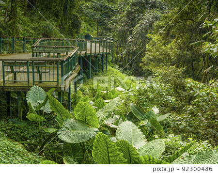 台湾・日月潭 緑に囲まれた遊歩道 92300486
